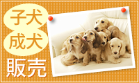 子犬 成犬 販売